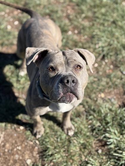 Enlarge Zia, an adoptable mixed breed in Eagle, CO image 2/5