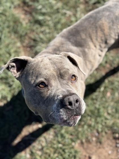 Enlarge Zia, an adoptable mixed breed in Eagle, CO image 3/5