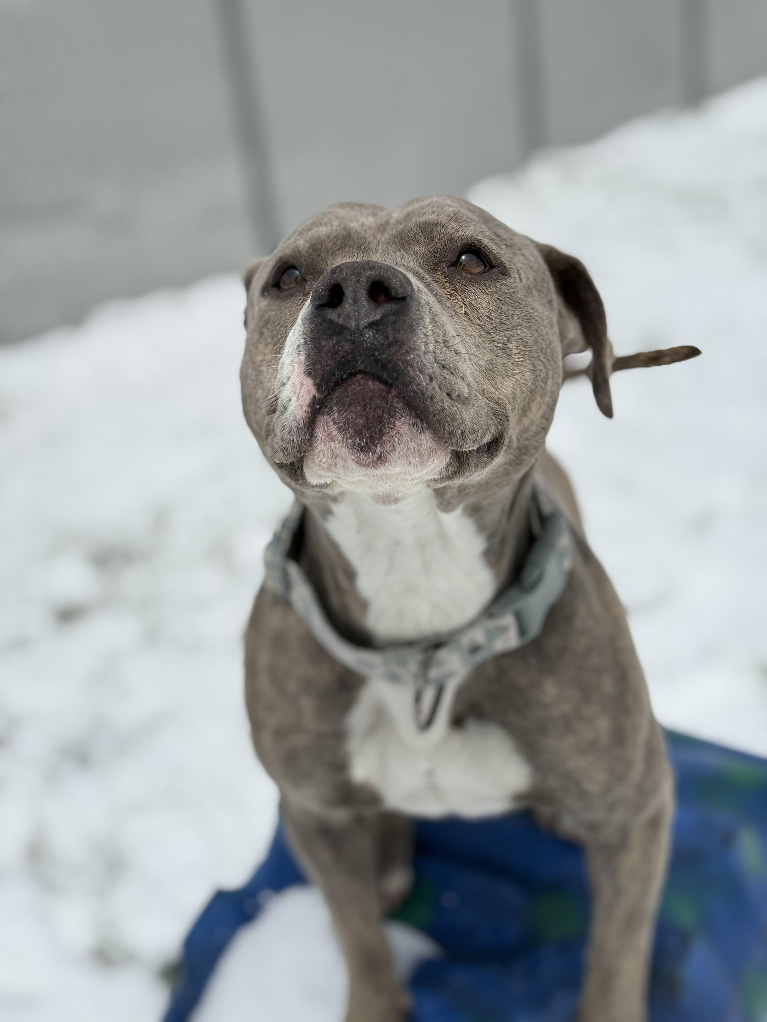 Zia, an adoptable mixed breed in Eagle, CO image 4/6