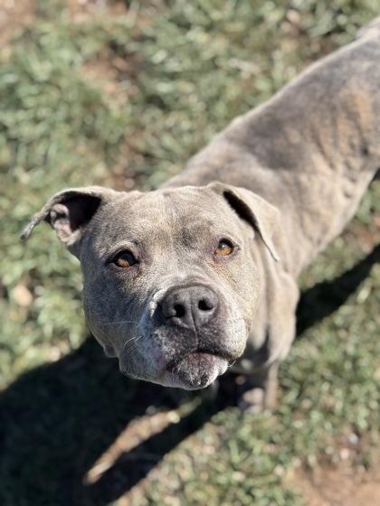 Enlarge Zia, an adoptable mixed breed in Eagle, CO image 4/5
