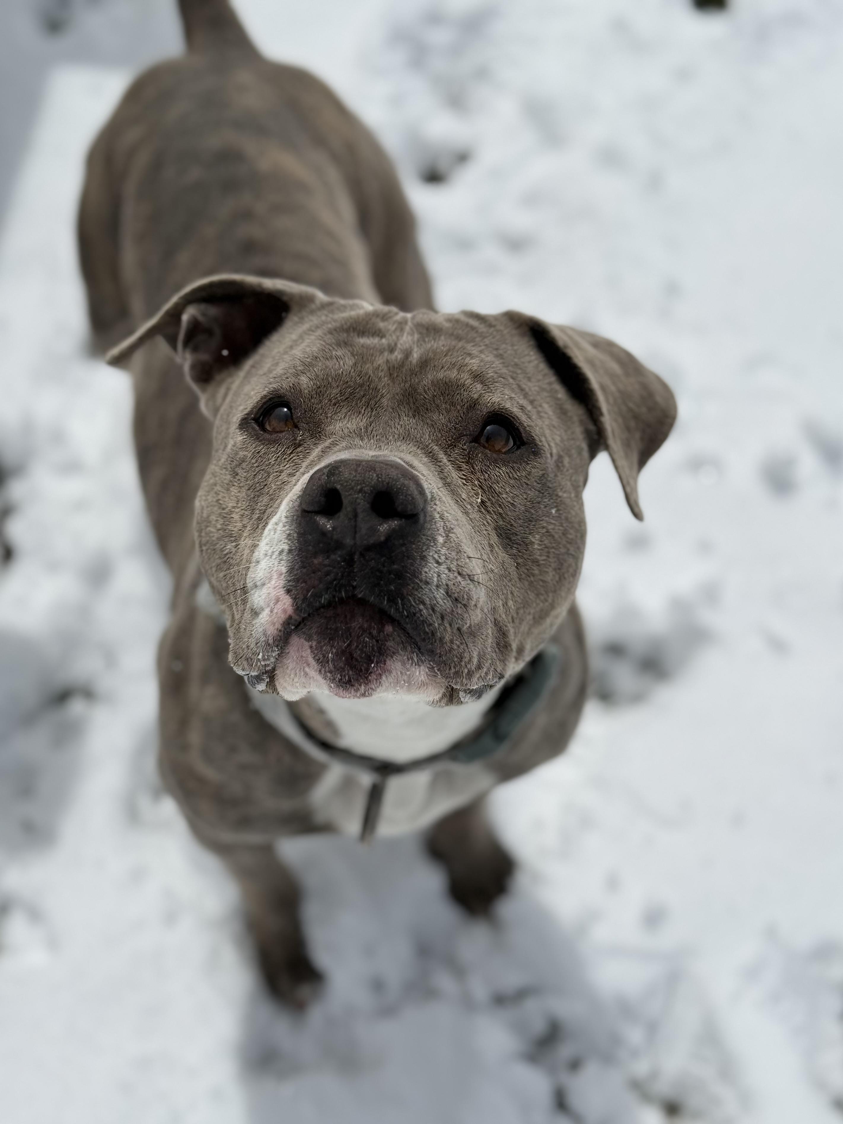 Zia, an adoptable mixed breed in Eagle, CO image 6/6