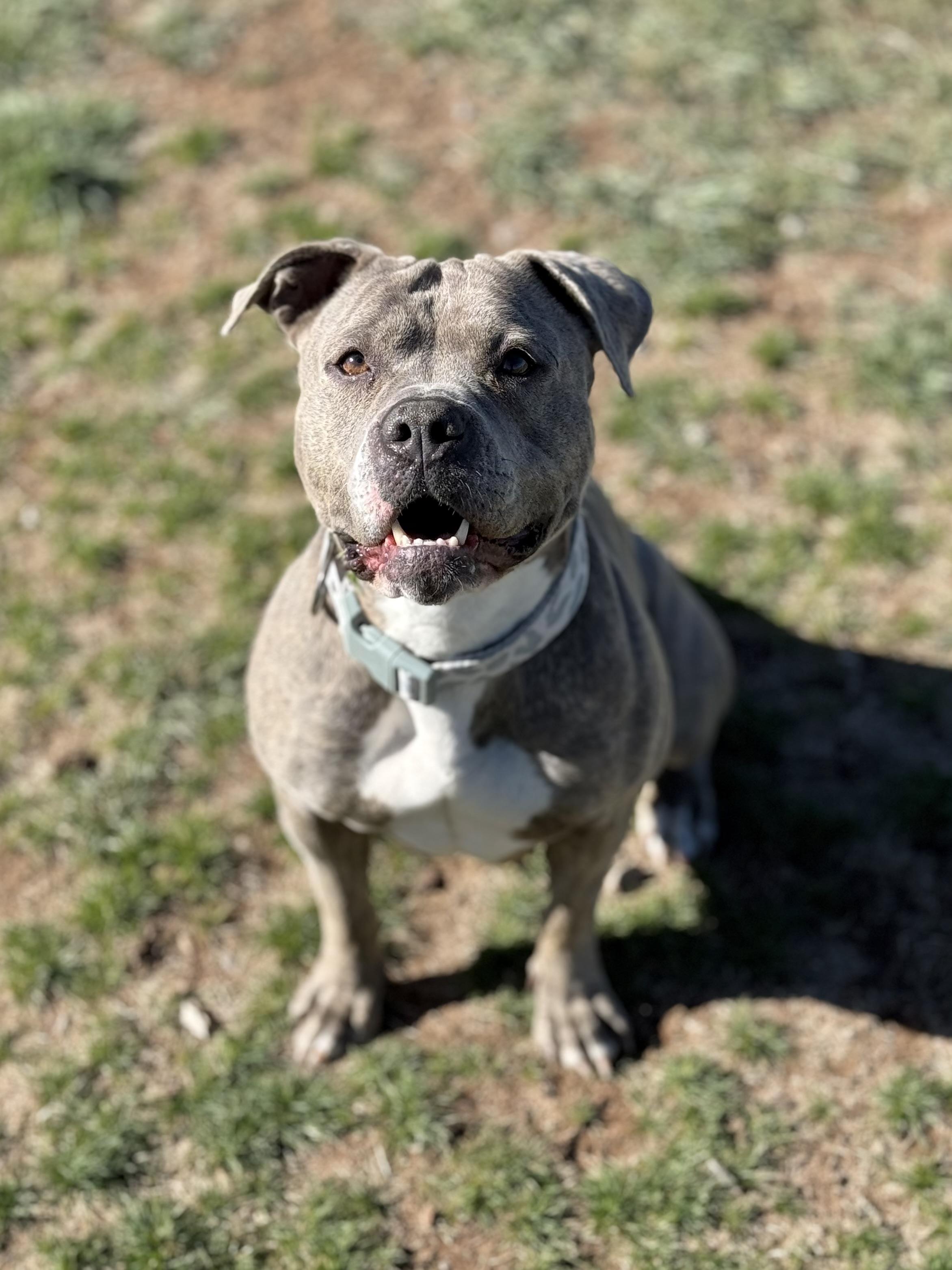 Zia, adoptable, Adult Female Pit Bull Terrier.