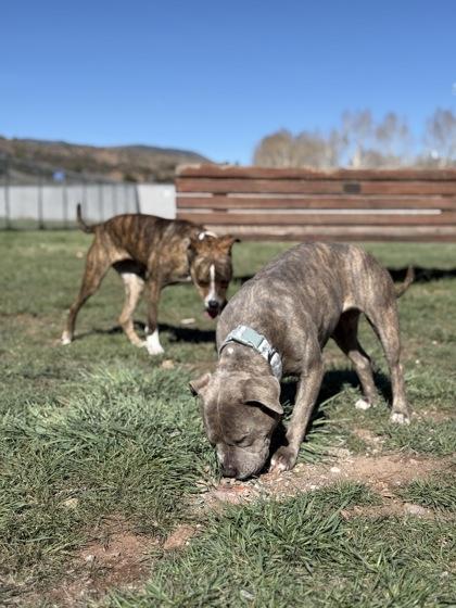 Enlarge Zia, an adoptable mixed breed in Eagle, CO image 5/5