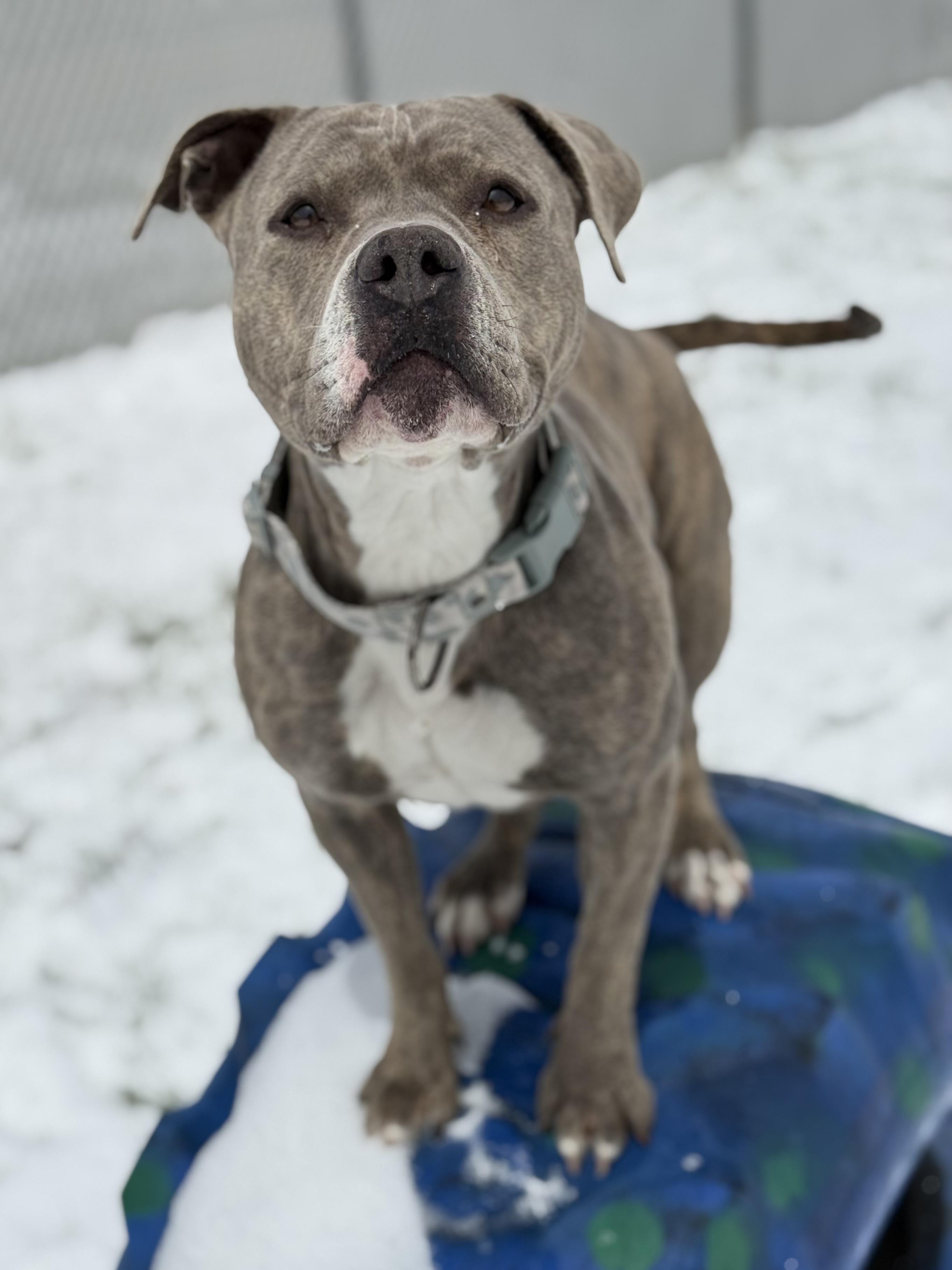 Zia, an adoptable mixed breed in Eagle, CO image 5/6