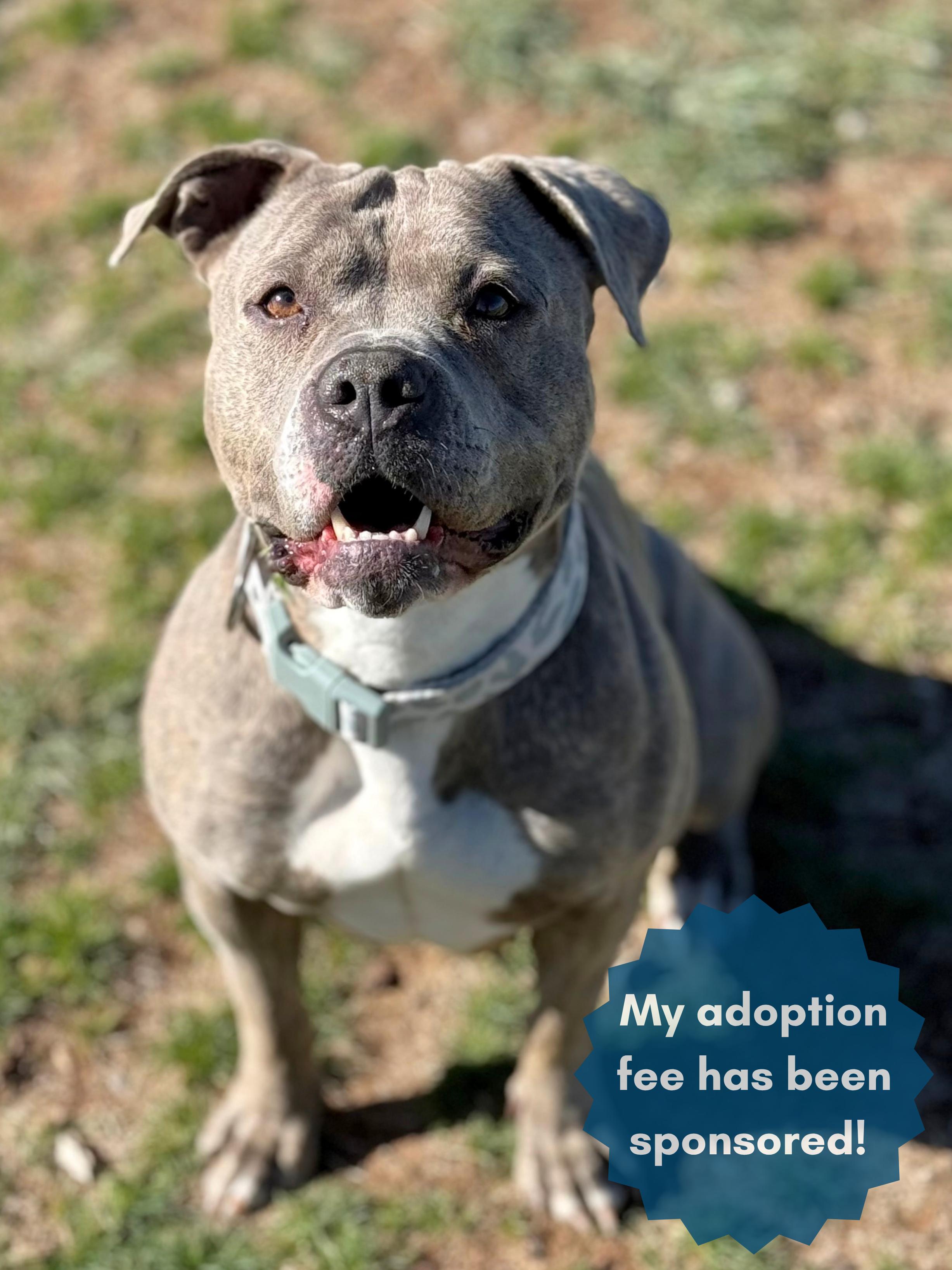 Zia, adoptable, Adult Female Pit Bull Terrier & Mixed Breed.
