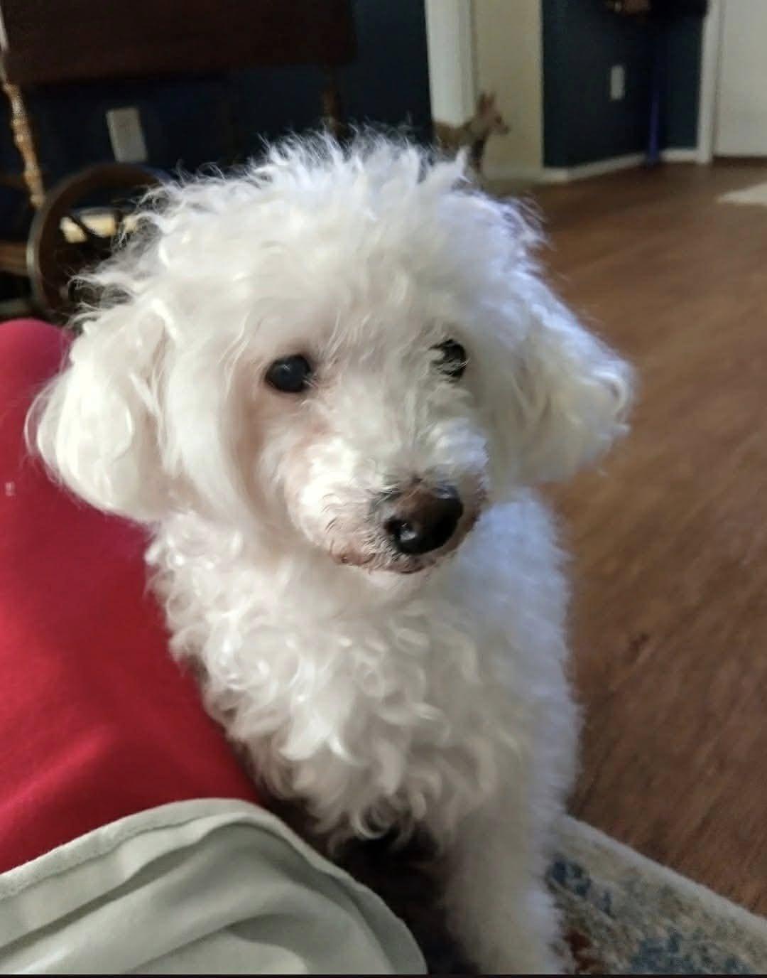 Mickey Joe, Adopted, Senior Male Poodle.