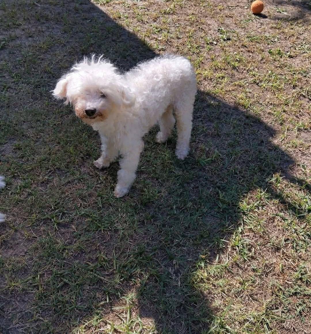 Enlarge Mickey Joe, a Adopted Poodle in Dallas, TX image 2/3
