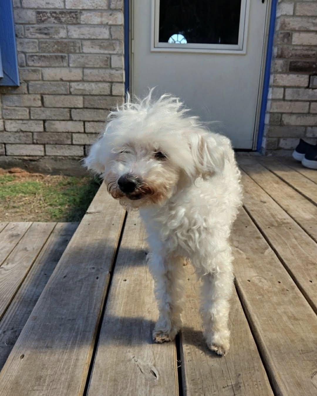 Enlarge Mickey Joe, a Adopted Poodle in Dallas, TX image 3/3
