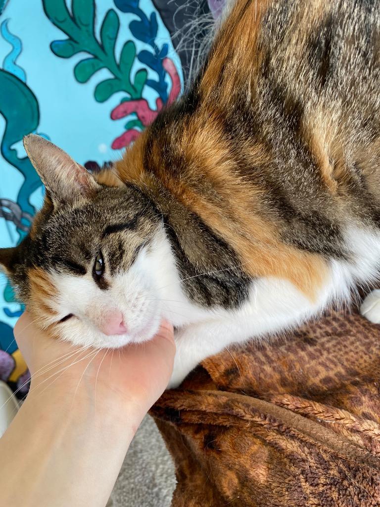 Molly Paws, Adoptable, Adult Female Domestic Short Hair.