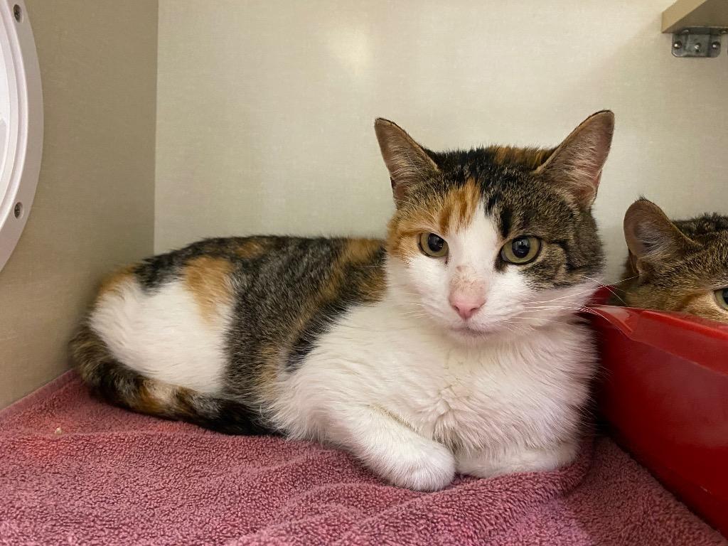 Enlarge Molly Paws, a Adoptable mixed breed in Winnipeg, MB image 2/2