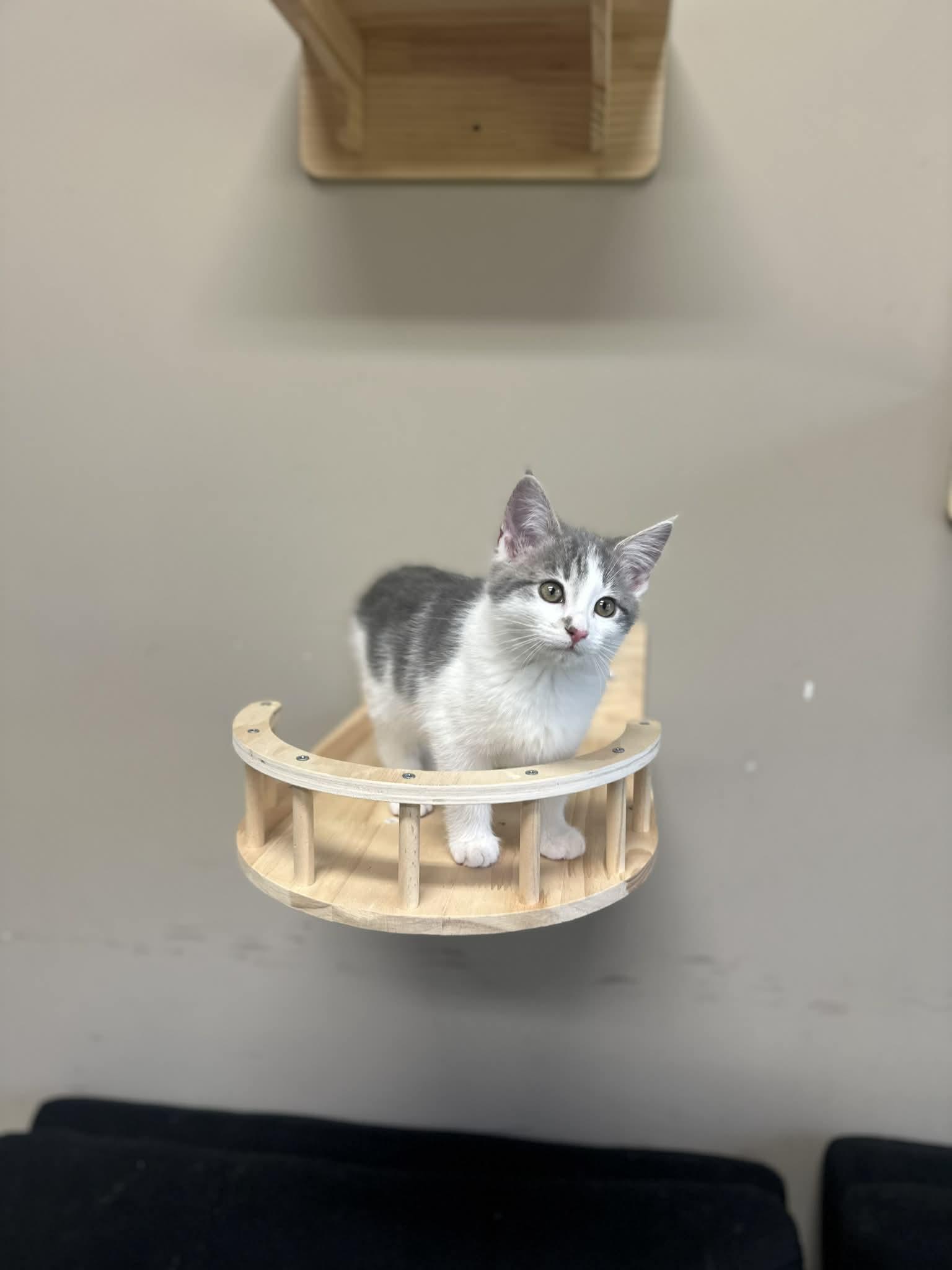 Enlarge Sophie, a Adoptable Domestic Short Hair in Duluth, GA image 5/5