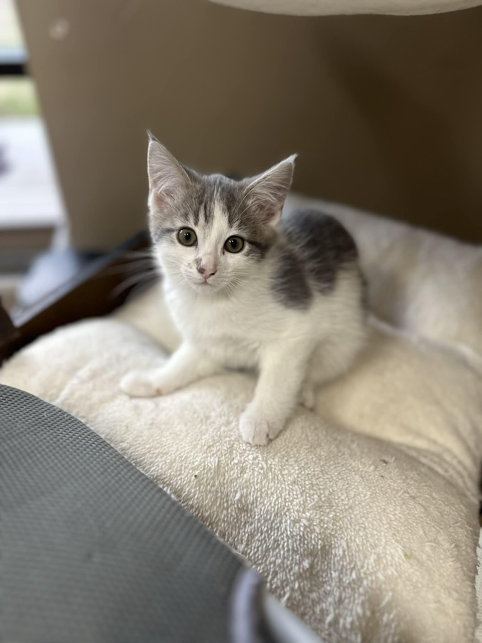 Enlarge Sophie, a Adoptable Domestic Short Hair in Duluth, GA image 3/5
