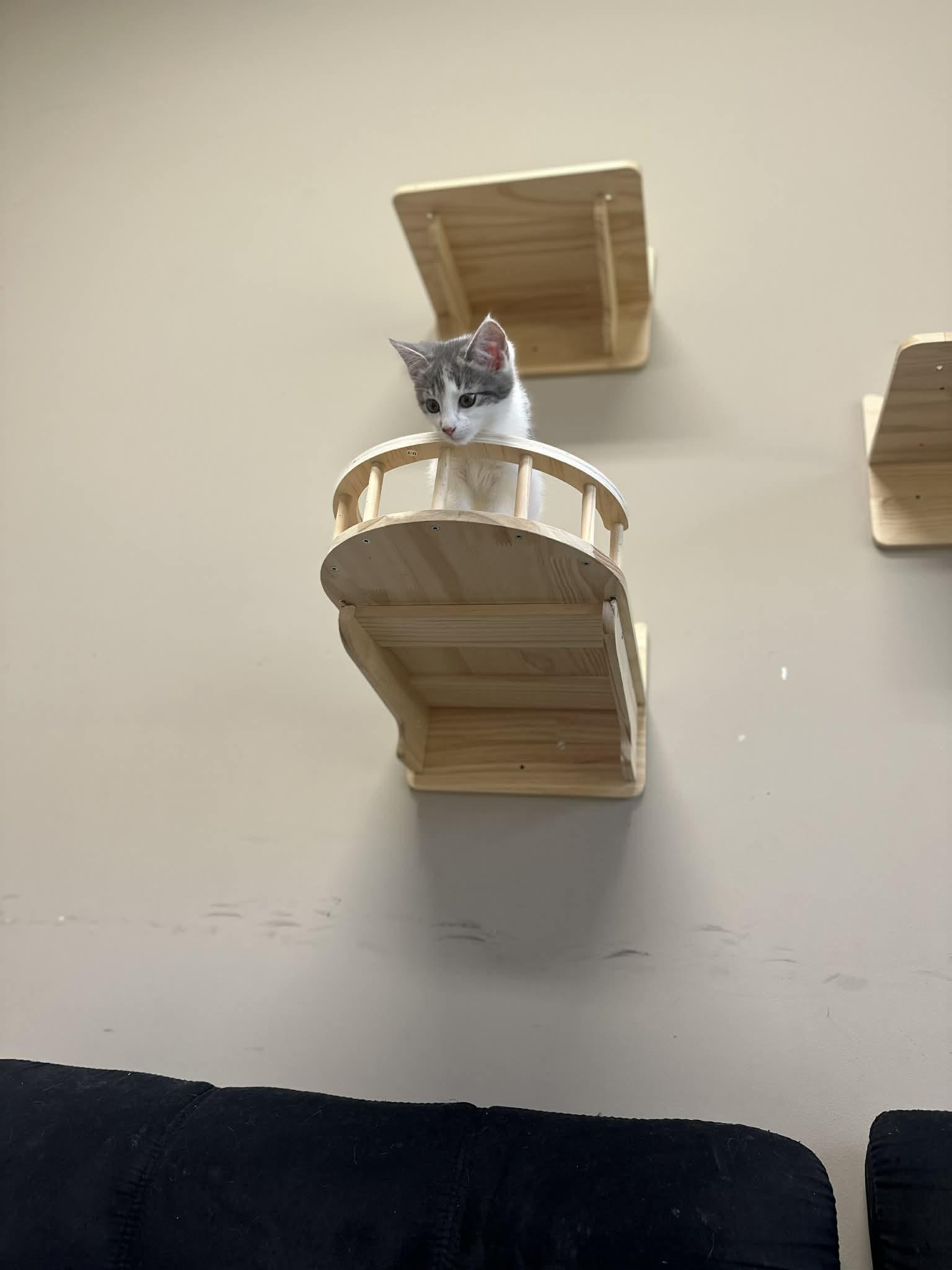 Enlarge Sophie, a Adoptable Domestic Short Hair in Duluth, GA image 2/5