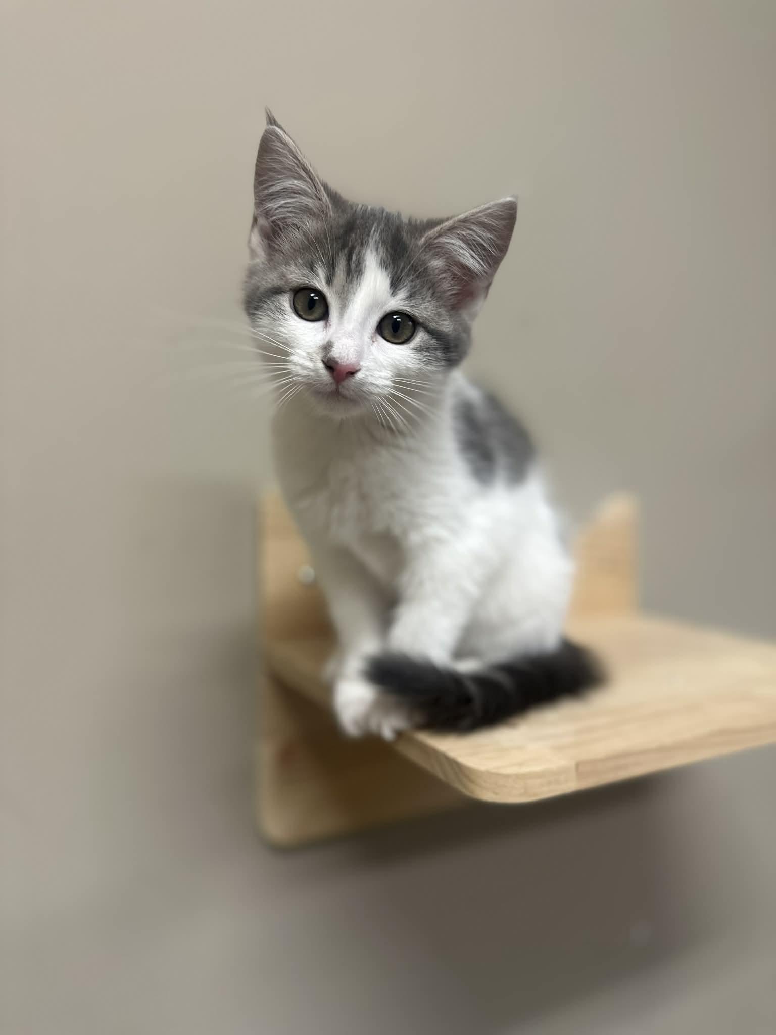 Enlarge Sophie, a Adoptable Domestic Short Hair in Duluth, GA image 1/5