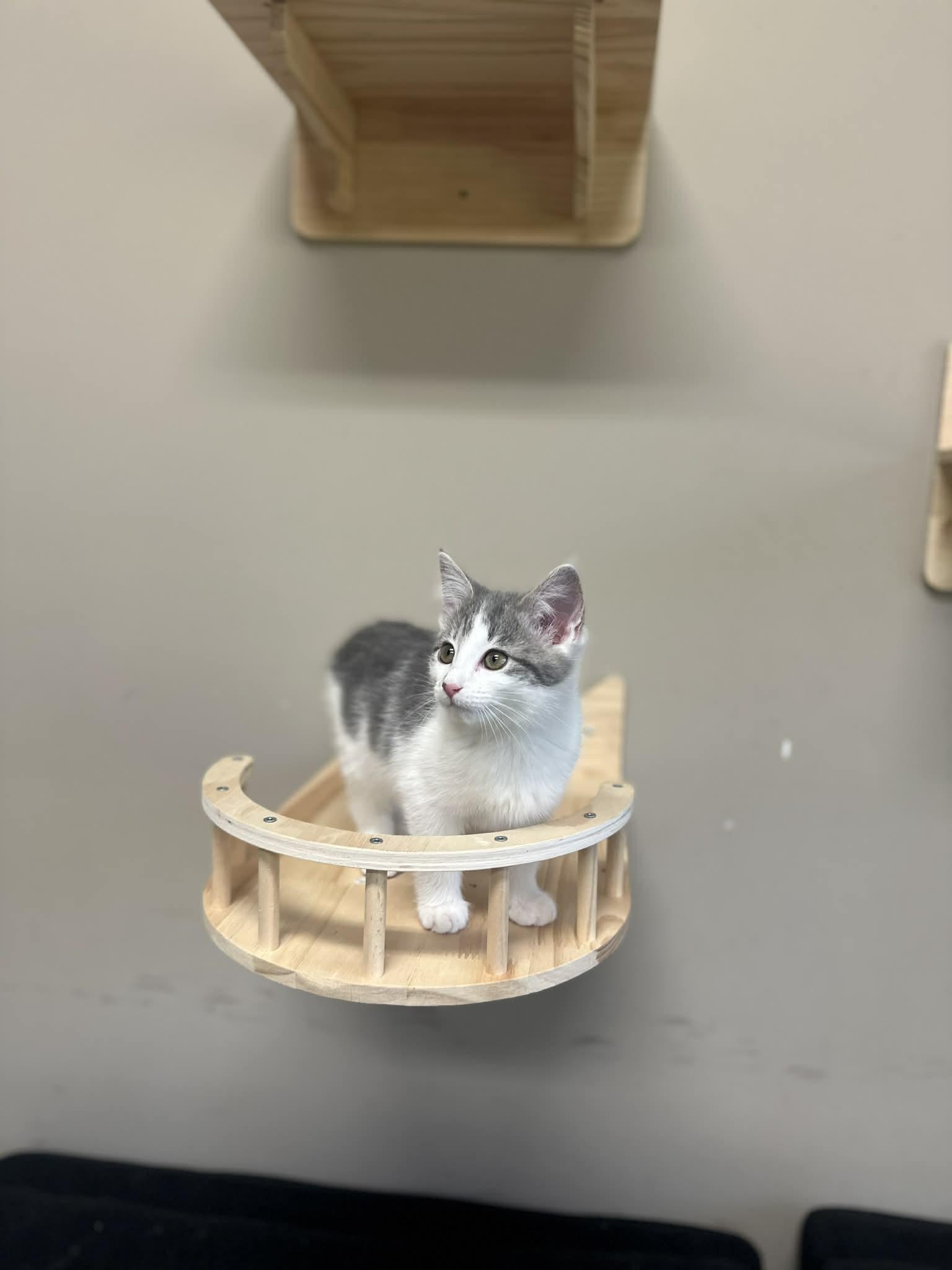 Enlarge Sophie, a Adoptable Domestic Short Hair in Duluth, GA image 4/5