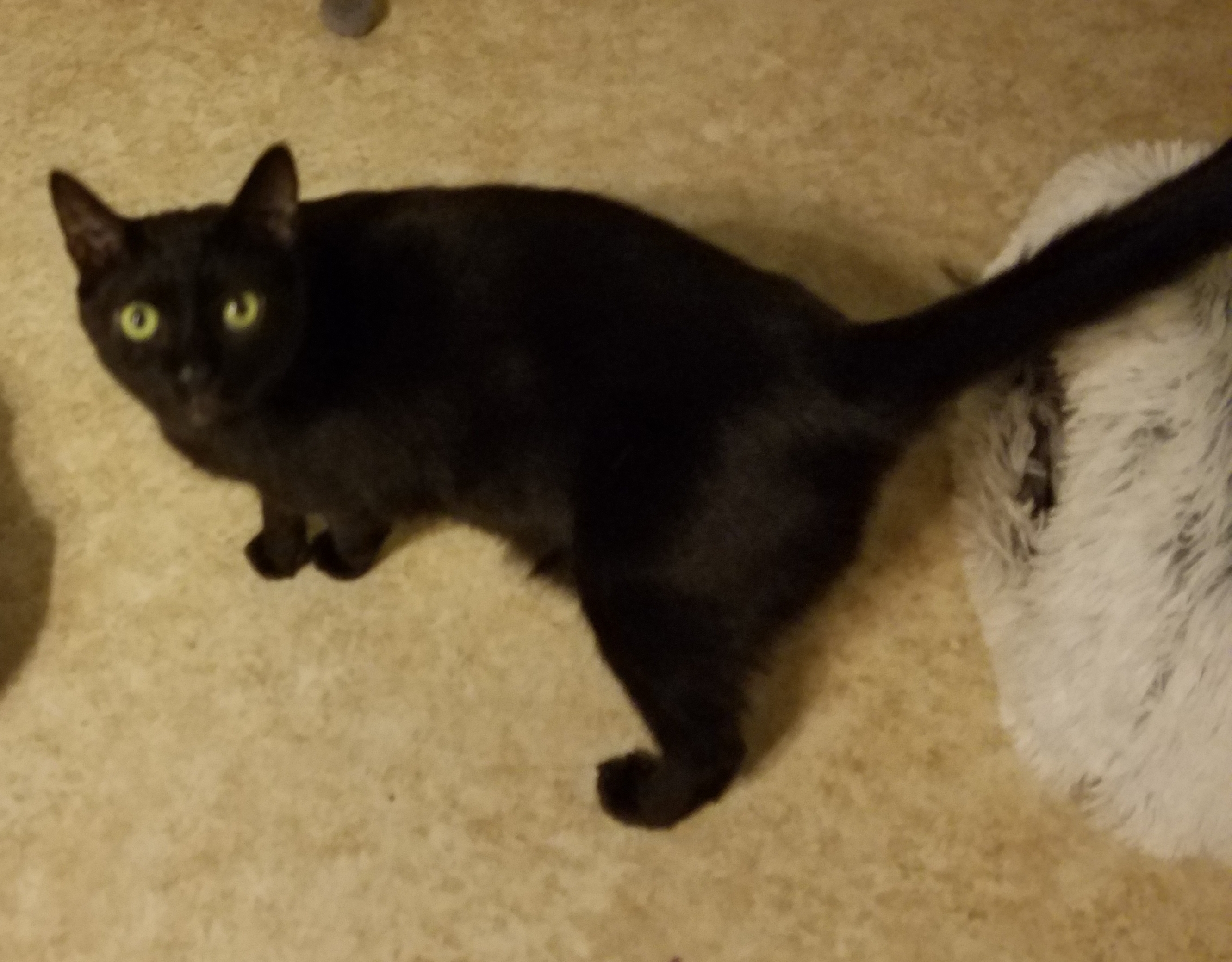 Enlarge Coal, a Adoptable mixed breed in Stewartsville,, NJ image 1/6