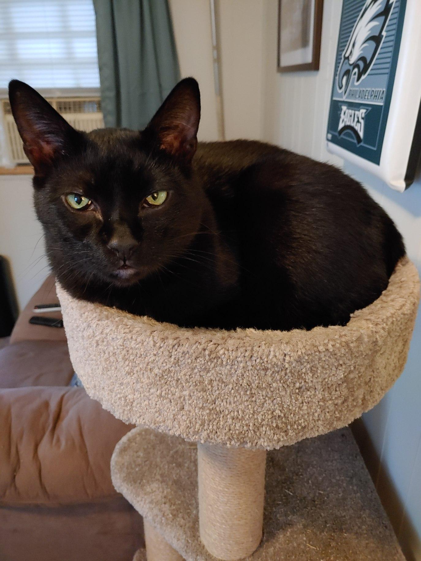 Enlarge Coal, a Adoptable mixed breed in Stewartsville,, NJ image 2/6