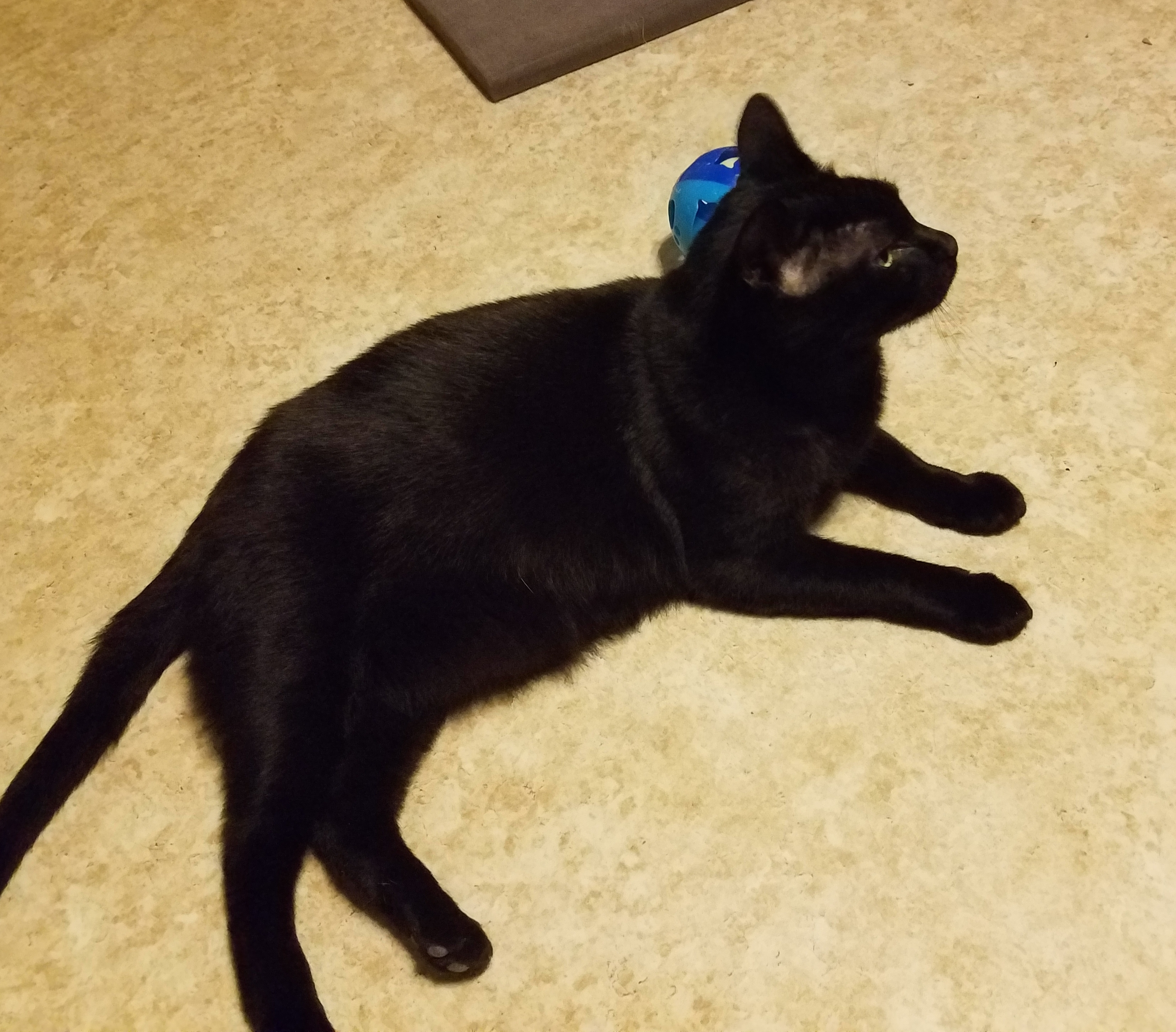 Enlarge Coal, a Adoptable mixed breed in Stewartsville,, NJ image 3/6