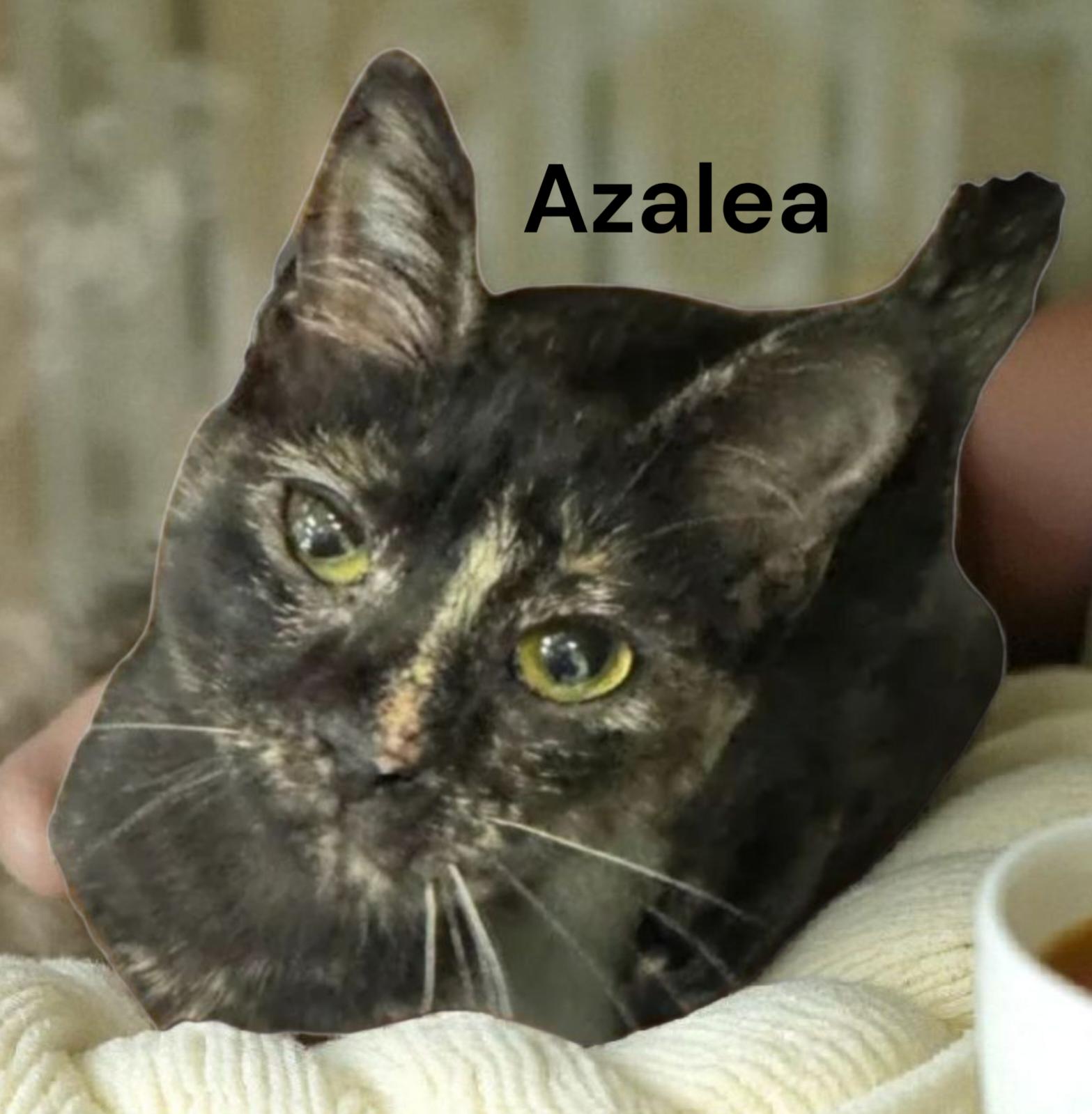 Enlarge Azalea, a Adoptable Tortoiseshell in Chesapeake, VA image 1/3
