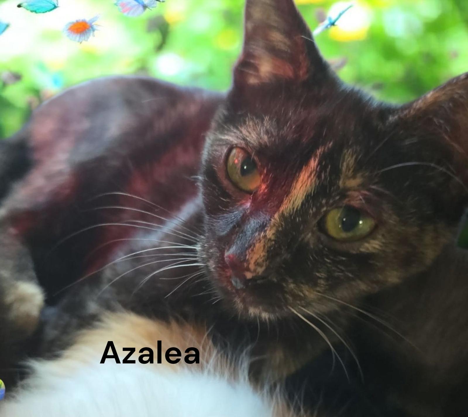 Enlarge Azalea, a Adoptable Tortoiseshell in Chesapeake, VA image 2/3