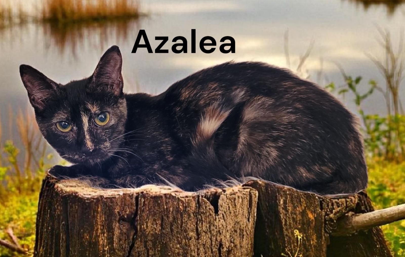 Enlarge Azalea, a Adoptable Tortoiseshell in Chesapeake, VA image 3/3