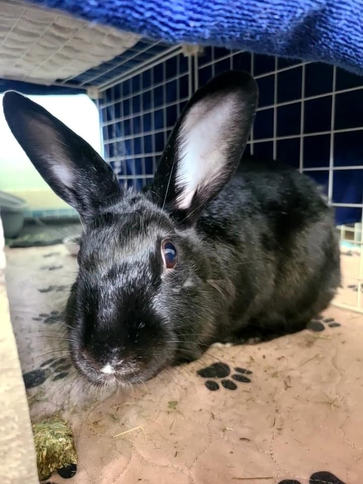 Nala (South Surrey), Adoptable, Adult Female Bunny Rabbit.