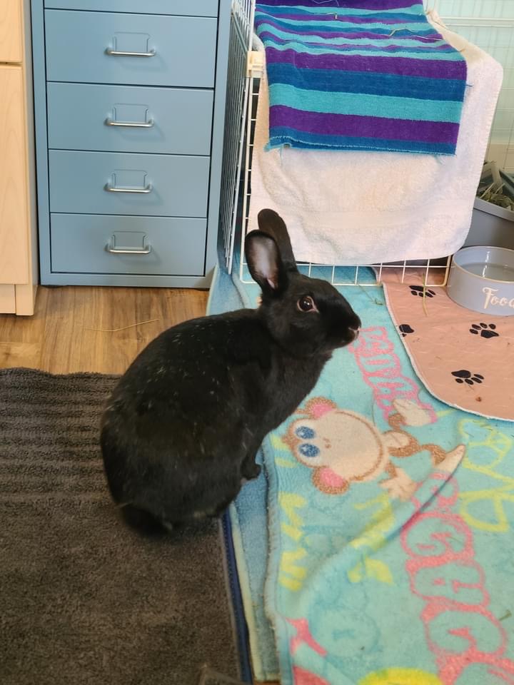 Enlarge Nala (South Surrey), a Adoptable Bunny Rabbit in Vancouver, BC image 2/3