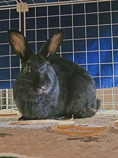 Enlarge Nala (South Surrey), a Adoptable Bunny Rabbit in Vancouver, BC image 3/3