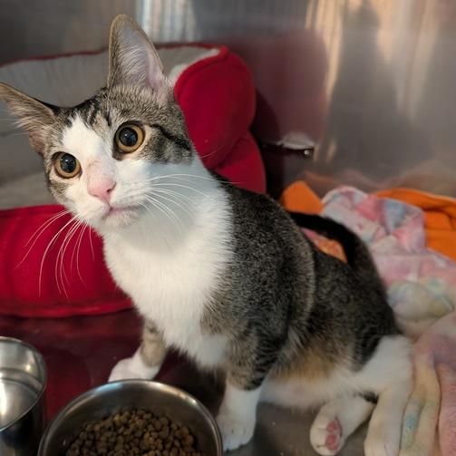 Maui, a Adoptable Domestic Short Hair in Portland, OR image 2/6