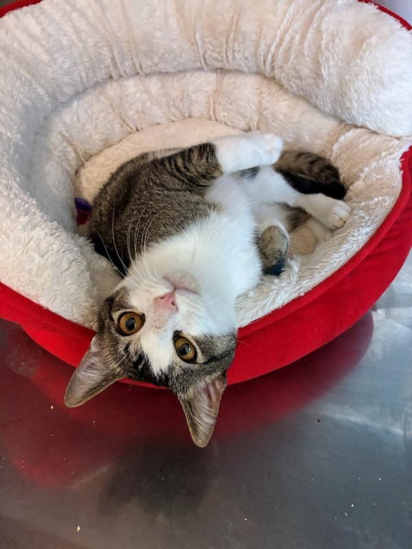 Maui, a Adoptable Domestic Short Hair in Portland, OR image 3/6
