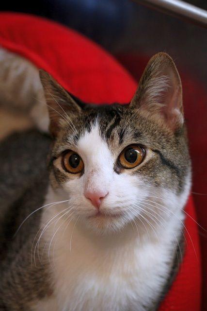 Maui, a Adoptable Domestic Short Hair in Portland, OR image 4/6
