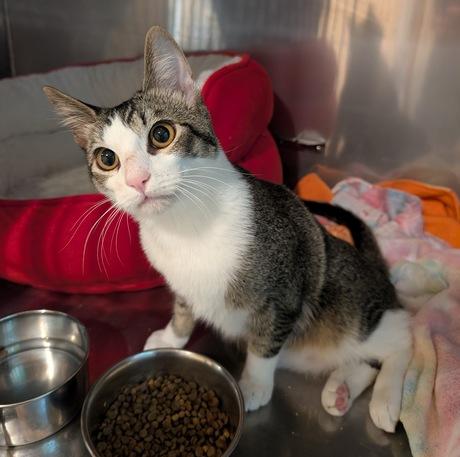 Maui, a Adoptable Domestic Short Hair in Portland, OR image 5/6