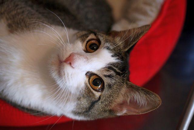 Maui, a Adoptable Domestic Short Hair in Portland, OR image 6/6
