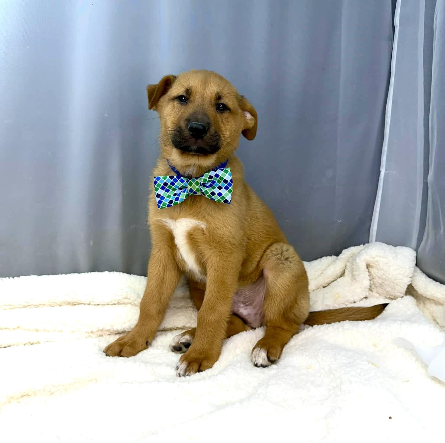 Dandy, Adoptable, Puppy Male Labrador Retriever & German Shepherd Dog.