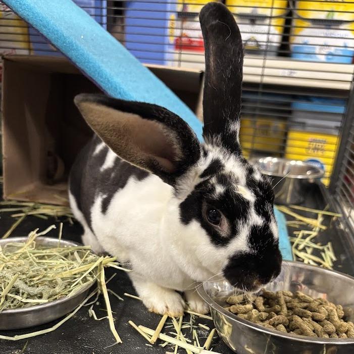 Enlarge Darla, a Adoptable Mini Rex in Harrisonburg, VA image 1/6