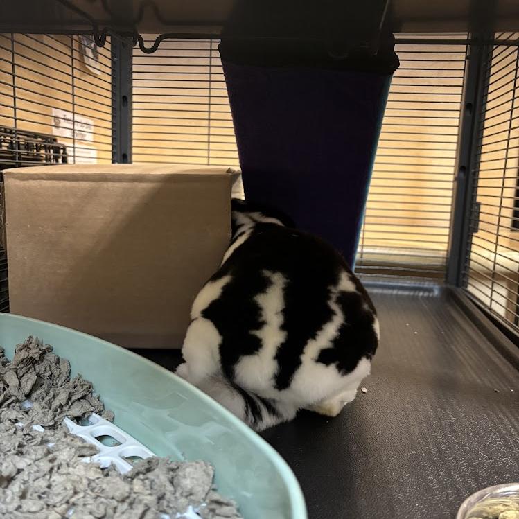 Enlarge Darla, a Adoptable Mini Rex in Harrisonburg, VA image 2/6