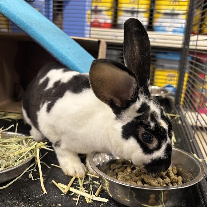 Enlarge Darla, a Adoptable Mini Rex in Harrisonburg, VA image 3/6