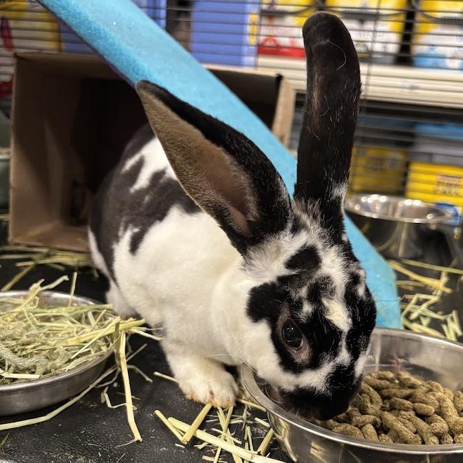 Enlarge Darla, a Adoptable Mini Rex in Harrisonburg, VA image 4/6