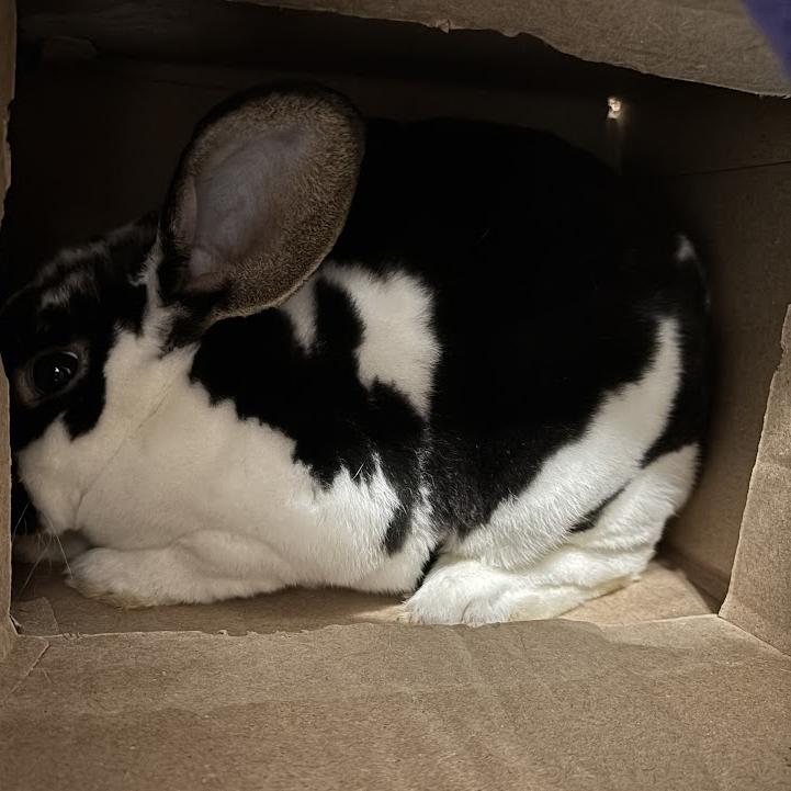 Enlarge Darla, a Adoptable Mini Rex in Harrisonburg, VA image 5/6