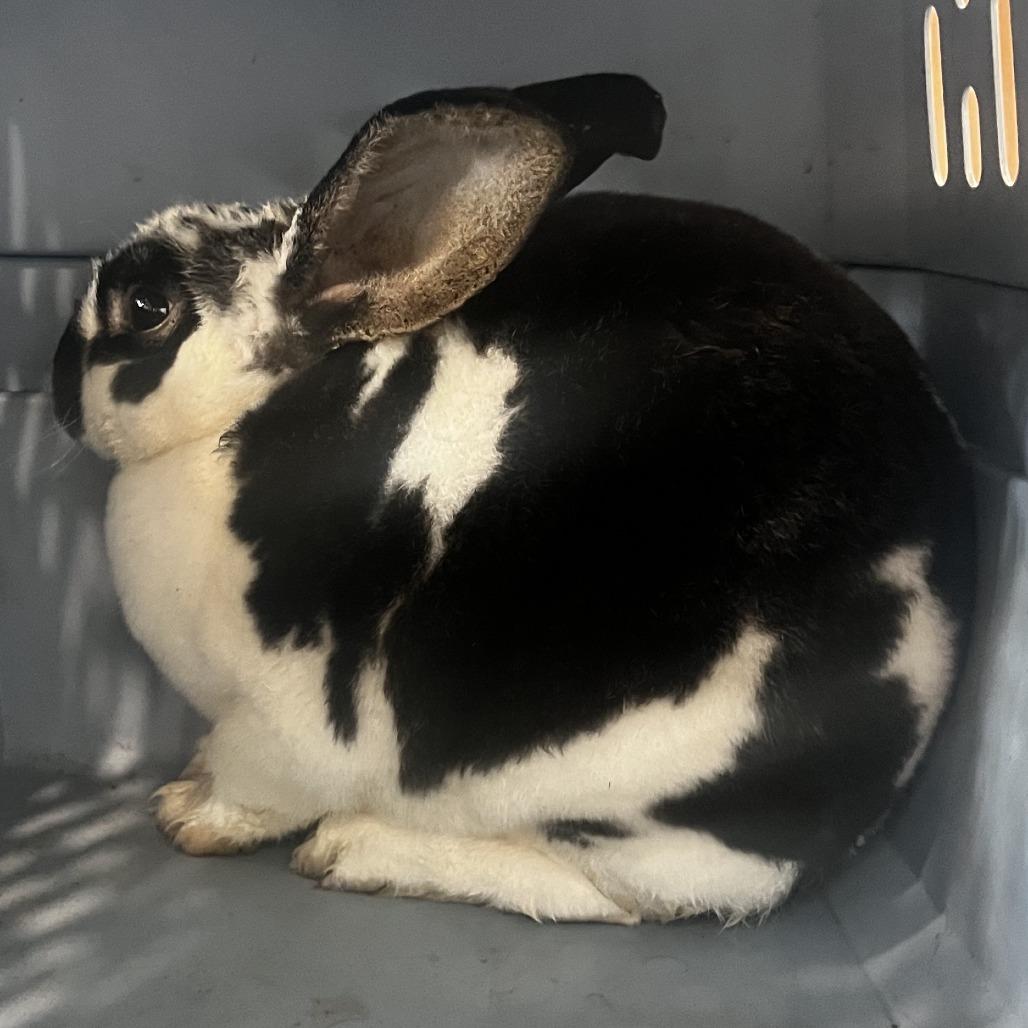Enlarge Darla, a Adoptable Mini Rex in Harrisonburg, VA image 6/6