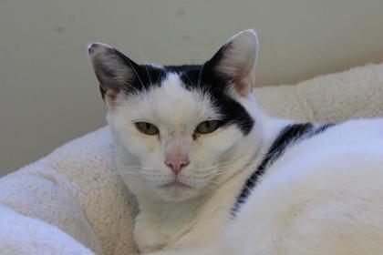 Raven, Adoptable, Adult Female Domestic Short Hair & Domestic Short Hair.