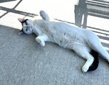 Raven, a Adoptable Domestic Short Hair in Batavia, OH image 2/2