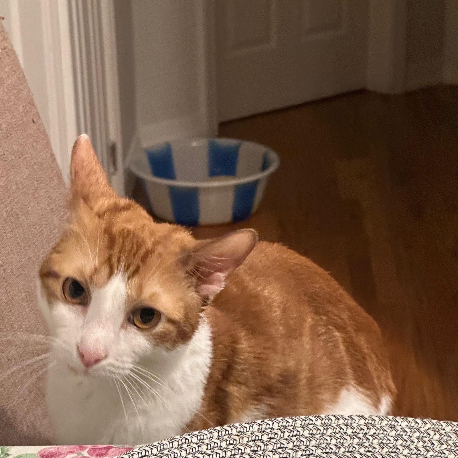 Ben (m), Adoptable, Young Male Domestic Short Hair.