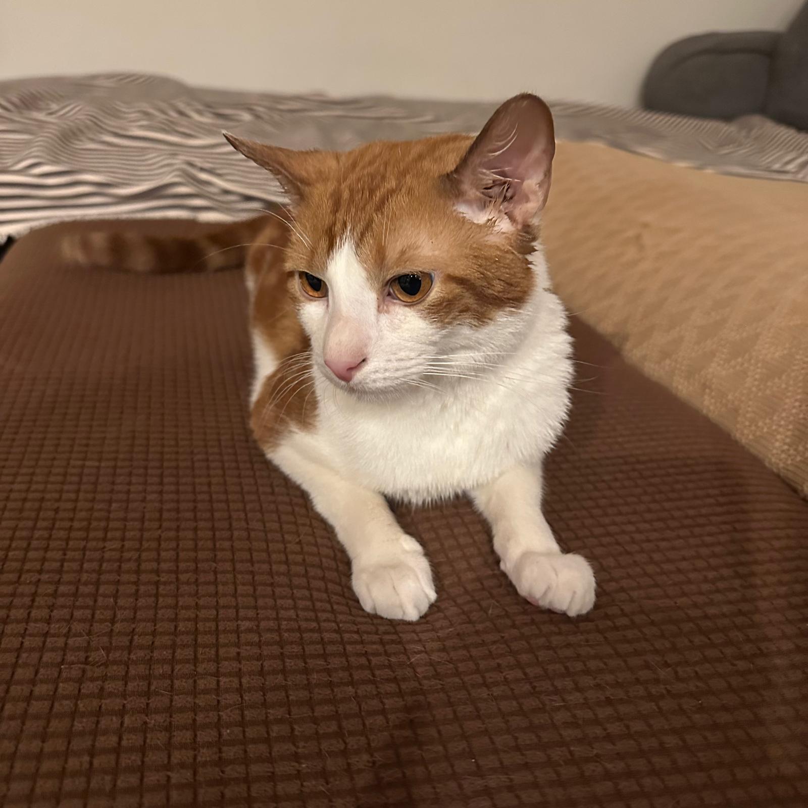 Enlarge Ben (m), a Adoptable Domestic Short Hair in Fresh Meadows, NY image 2/3