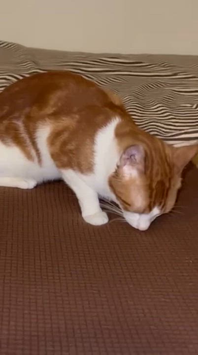 Enlarge Ben (m), a Adoptable Domestic Short Hair in Fresh Meadows, NY video 3/3