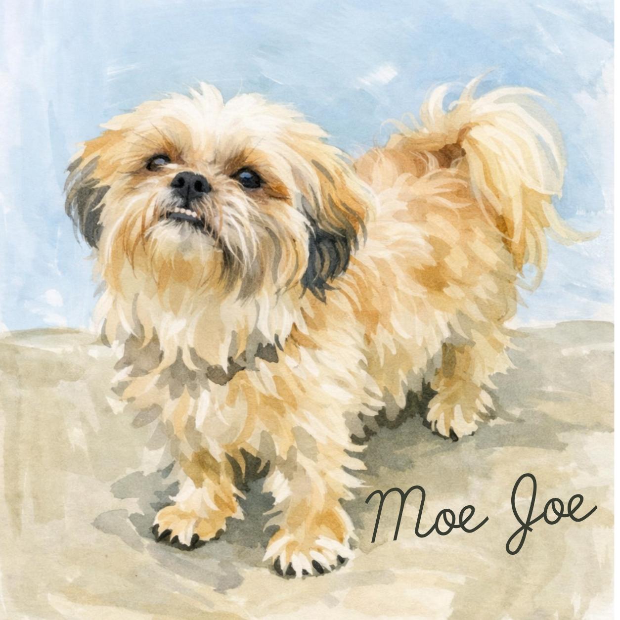 Moe Joe, ADOPTABLE, Adult Male Shih Tzu.