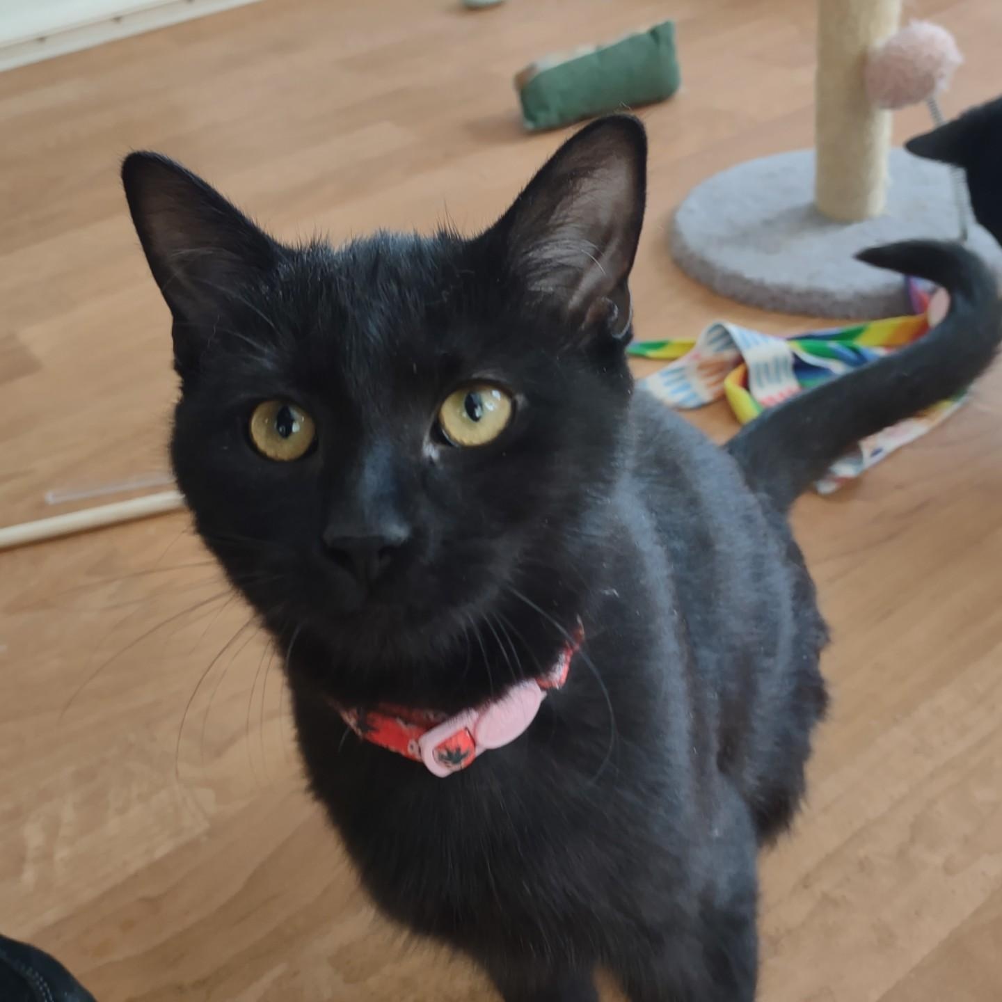 Enlarge Mini Meow, an adoptable mixed breed in Montour Falls, NY image 4/5