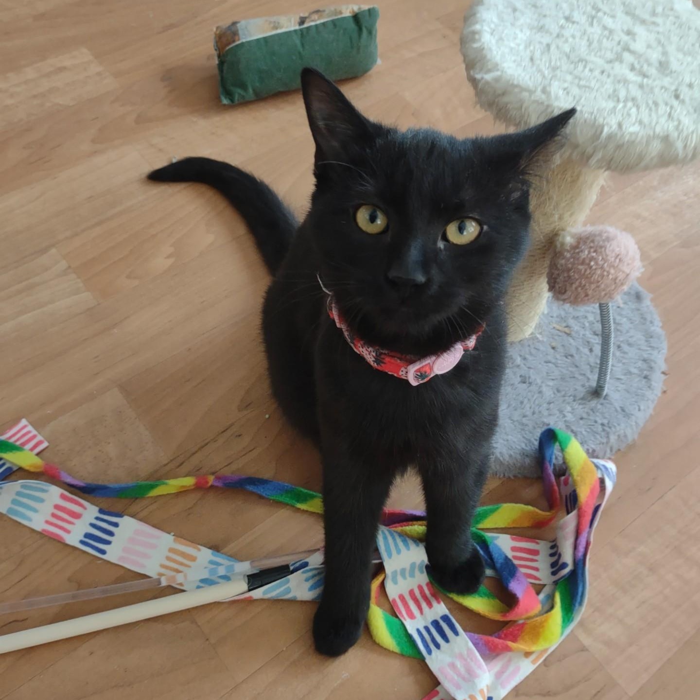 Enlarge Mini Meow, an adoptable mixed breed in Montour Falls, NY image 1/5