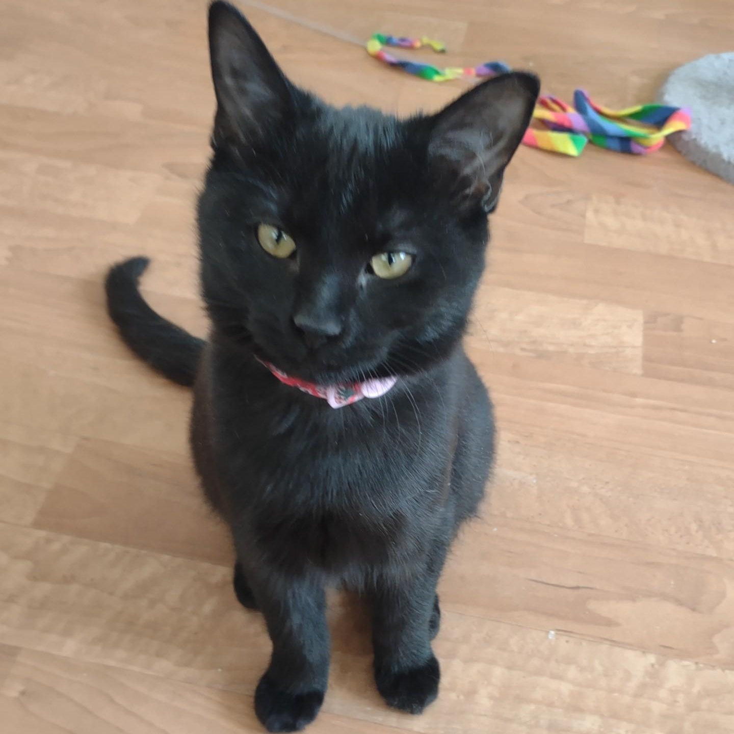 Enlarge Mini Meow, an adoptable mixed breed in Montour Falls, NY image 3/5