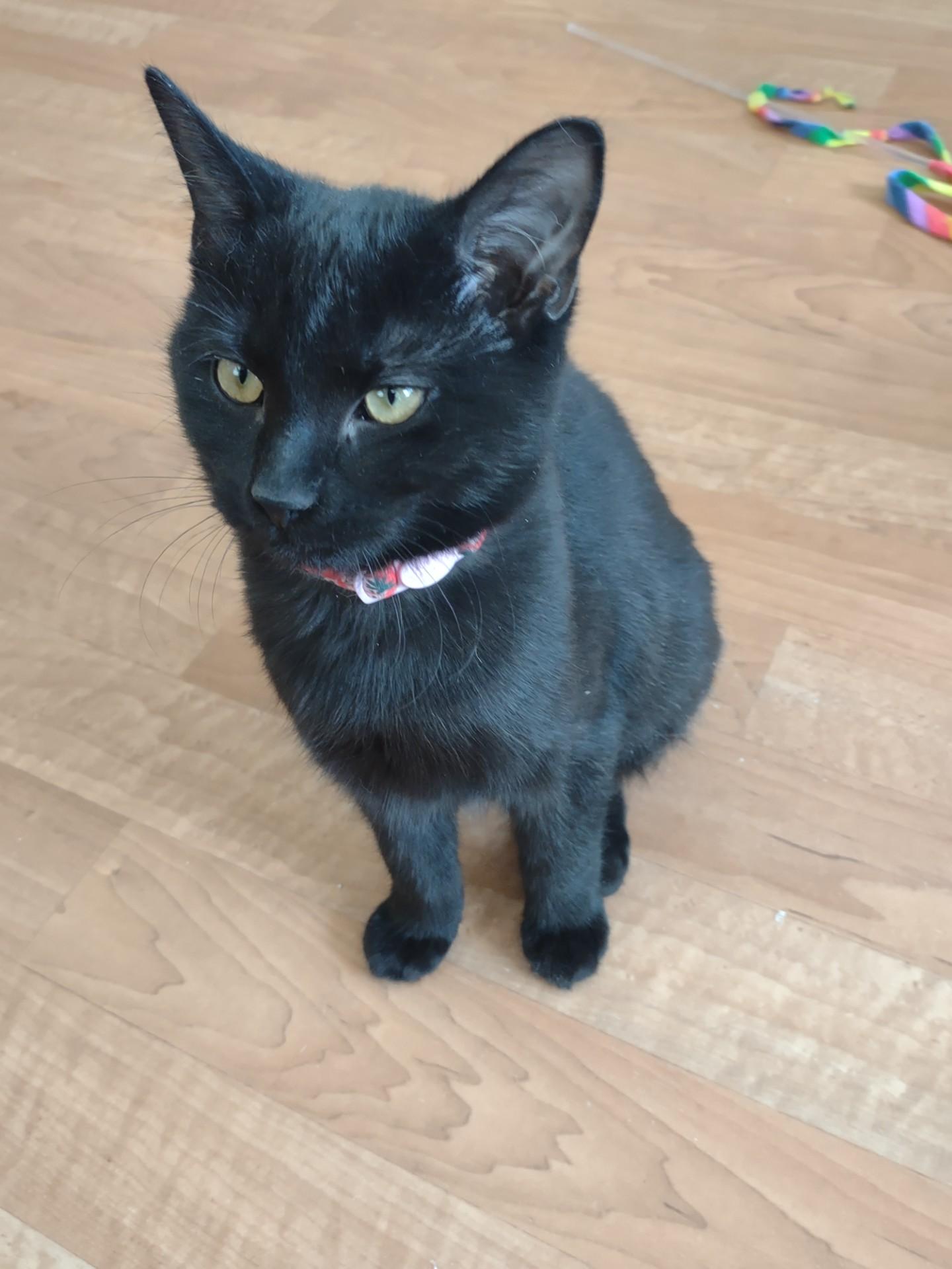 Enlarge Mini Meow, an adoptable mixed breed in Montour Falls, NY image 2/5